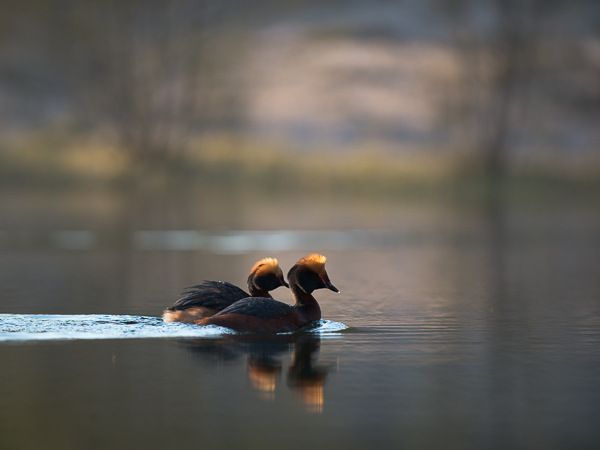 Mustakurkku-uikku, Horned Grebe, Podiceps auritus