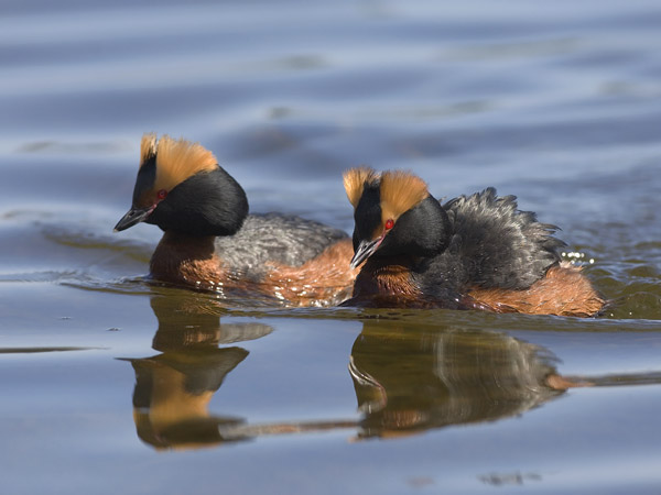 Mustakurkku-uikku, Horned Grebe, Podiceps auritus