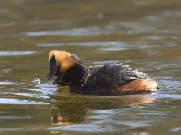 Mustakurkku-uikku, Horned Grebe, Podiceps auritus