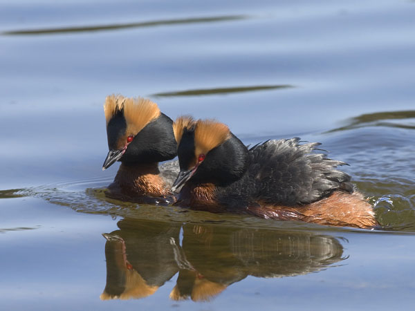 Mustakurkku-uikku, Horned Grebe, Podiceps auritus