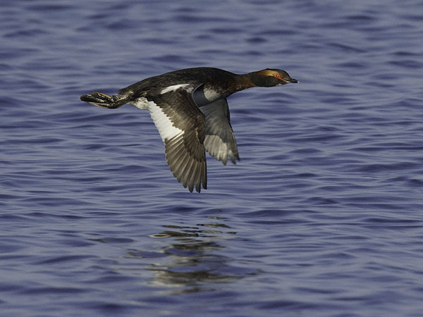 Mustakurkku-uikku, Horned Grebe, Podiceps auritus