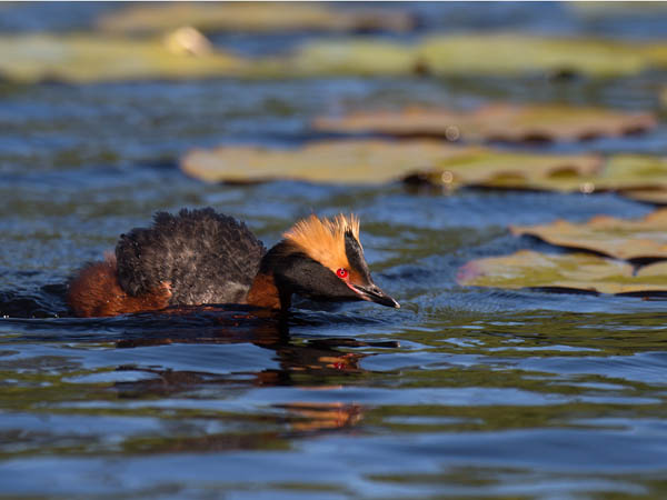 Mustakurkku-uikku, Horned Grebe, Podiceps auritus
