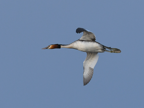 Silkkiuikku, Great Crested Grebe, Podiceps cristatus
