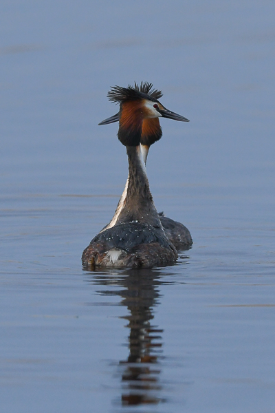 Silkkiuikku, Great Crested Grebe, Podiceps cristatus