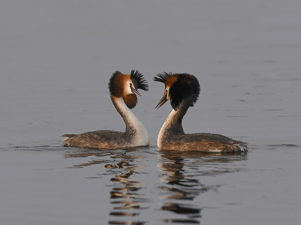 Silkkiuikku, Great Crested Grebe, Podiceps cristatus