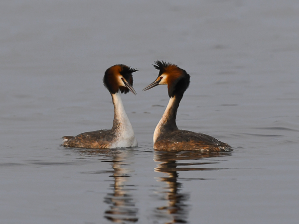 Silkkiuikku, Great Crested Grebe, Podiceps cristatus