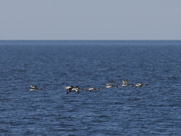 Silkkiuikku, Great Crested Grebe, Podiceps cristatus