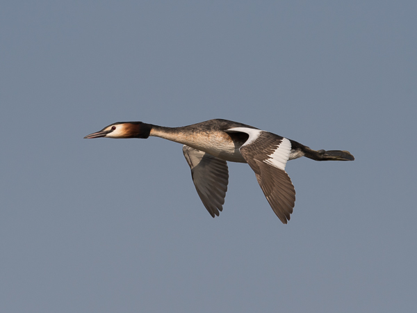 Silkkiuikku, Great Crested Grebe, Podiceps cristatus