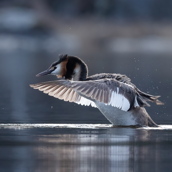 Silkkiuikku, Great Crested Grebe, Podiceps cristatus