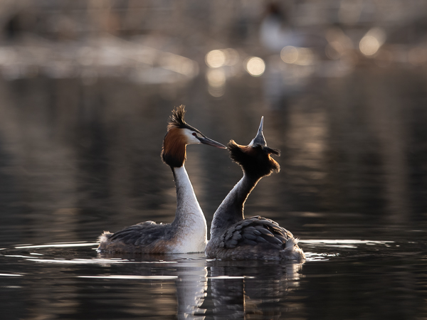 Silkkiuikku, Great Crested Grebe, Podiceps cristatus