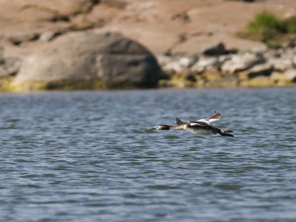 Silkkiuikku, Great Crested Grebe, Podiceps cristatus