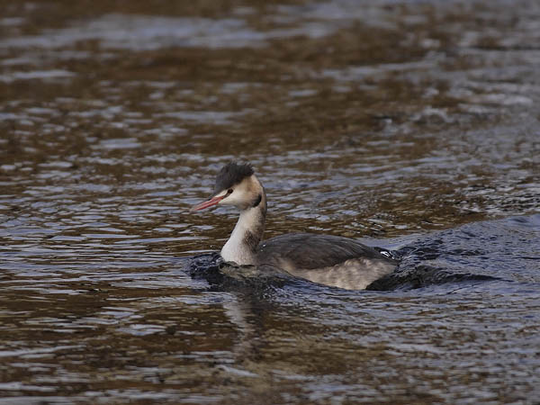 Silkkiuikku, Great Crested Grebe, Podiceps cristatus