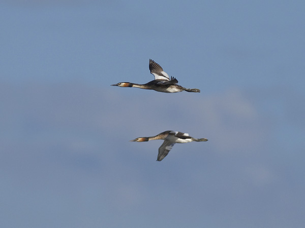 Silkkiuikku, Great Crested Grebe, Podiceps cristatus
