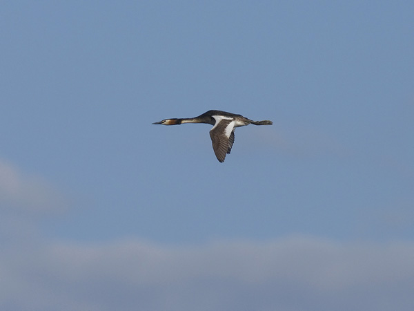 Silkkiuikku, Great Crested Grebe, Podiceps cristatus