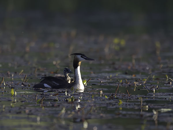 Silkkiuikku, Great Crested Grebe, Podiceps cristatus