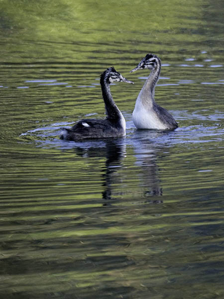 Silkkiuikku, Great Crested Grebe, Podiceps cristatus