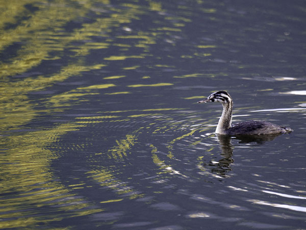 Silkkiuikku, Great Crested Grebe, Podiceps cristatus