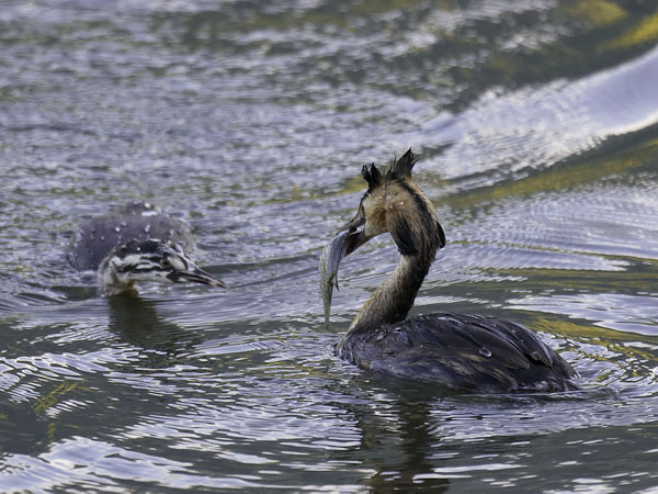 Silkkiuikku, Great Crested Grebe, Podiceps cristatus