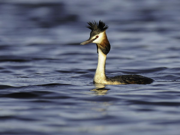 Silkkiuikku, Great Crested Grebe, Podiceps cristatus