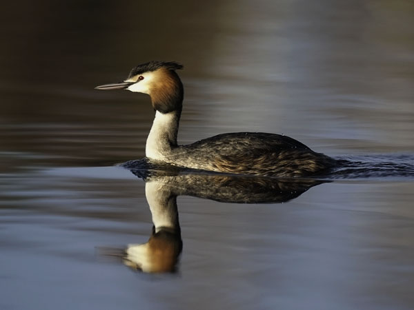 Silkkiuikku, Great Crested Grebe, Podiceps cristatus