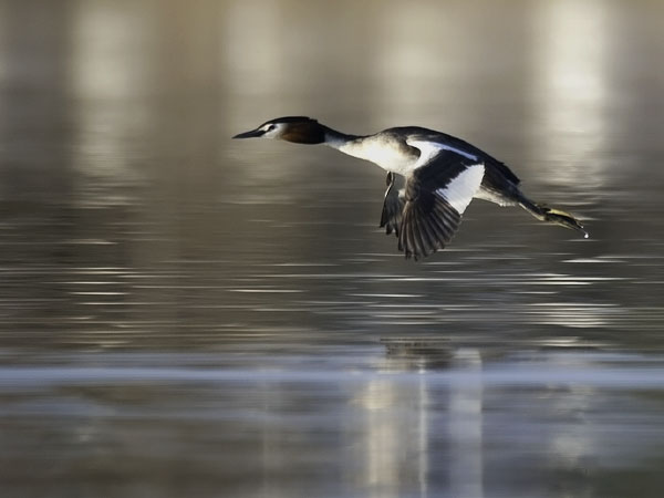 Silkkiuikku, Great Crested Grebe, Podiceps cristatus