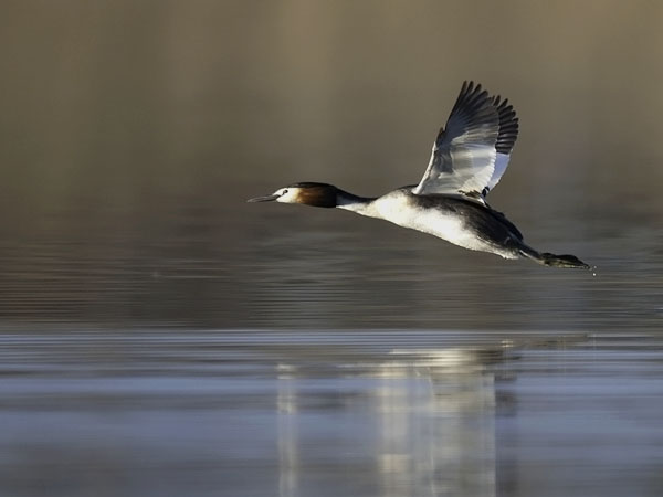 Silkkiuikku, Great Crested Grebe, Podiceps cristatus