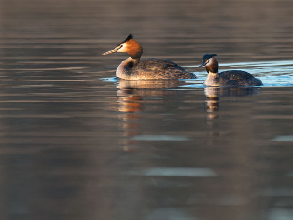 Silkkiuikku, Great Crested Grebe, Podiceps cristatus