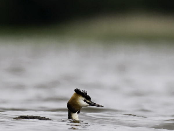 Silkkiuikku, Great Crested Grebe, Podiceps cristatus