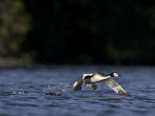 Silkkiuikku, Great Crested Grebe, Podiceps cristatus