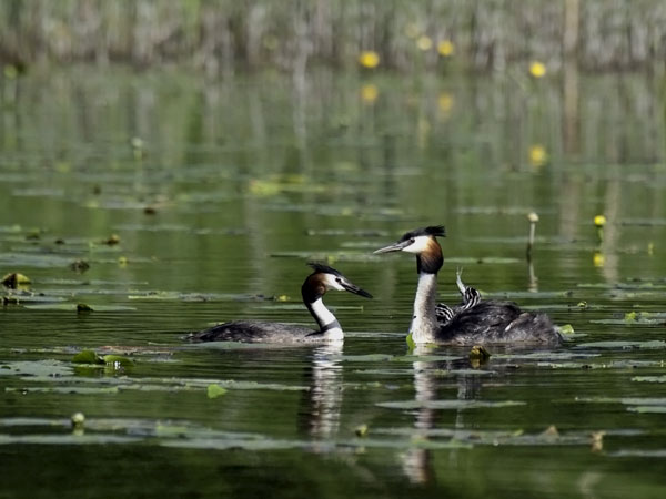 Silkkiuikku, Great Crested Grebe, Podiceps cristatus