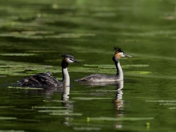 Silkkiuikku, Great Crested Grebe, Podiceps cristatus