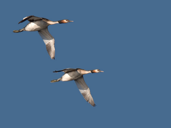 Silkkiuikku, Great Crested Grebe, Podiceps cristatus
