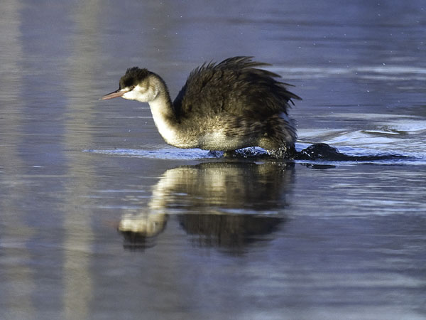 Silkkiuikku, Great Crested Grebe, Podiceps cristatus