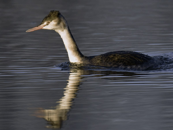 Silkkiuikku, Great Crested Grebe, Podiceps cristatus