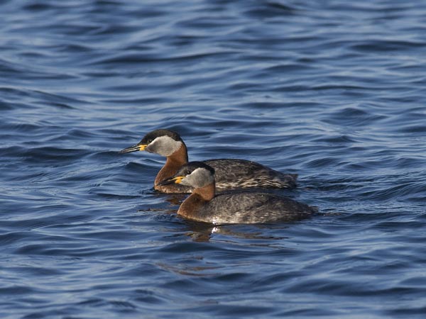 Härkälintu, Red-necked Grebe, Podiceps grisegena