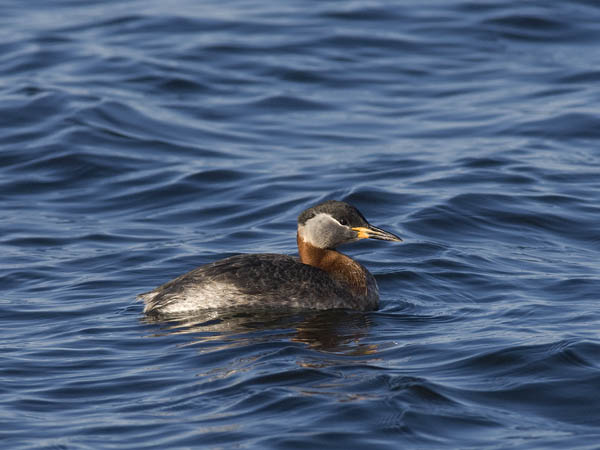 Härkälintu, Red-necked Grebe, Podiceps grisegena