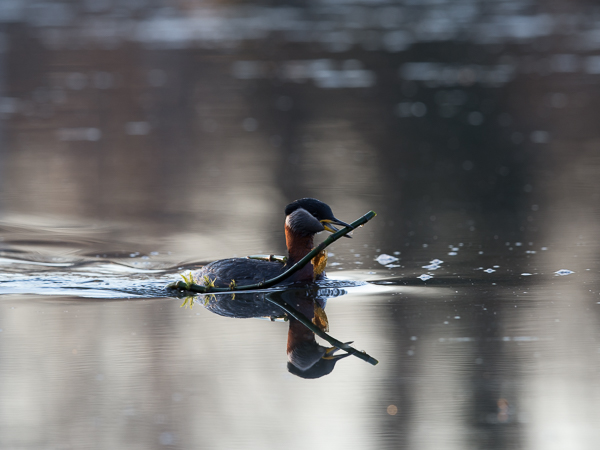 Härkälintu, Red-necked Grebe, Podiceps grisegena