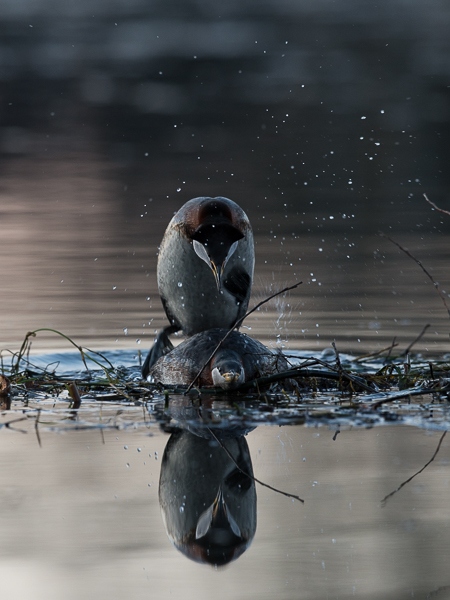 Härkälintu, Red-necked Grebe, Podiceps grisegena