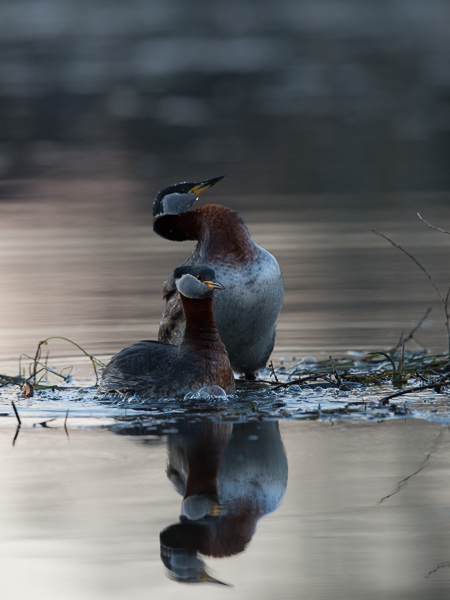 Härkälintu, Red-necked Grebe, Podiceps grisegena