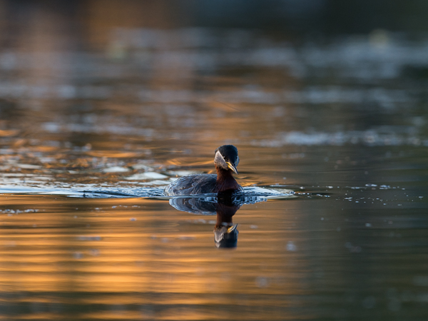 Härkälintu, Red-necked Grebe, Podiceps grisegena