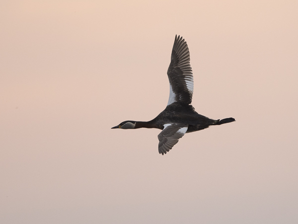 Härkälintu, Red-necked Grebe, Podiceps grisegena