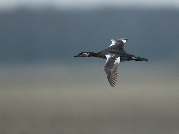 Härkälintu, Red-necked Grebe, Podiceps grisegena
