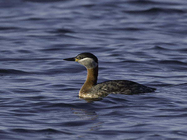 Härkälintu, Red-necked Grebe, Podiceps grisegena