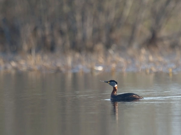 Härkälintu, Red-necked Grebe, Podiceps grisegena