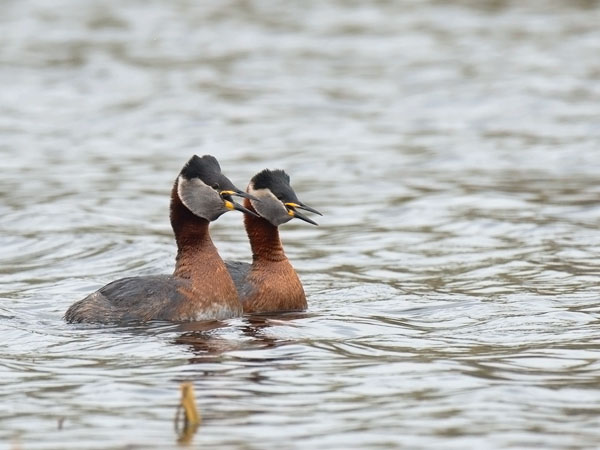 Härkälintu, Red-necked Grebe, Podiceps grisegena