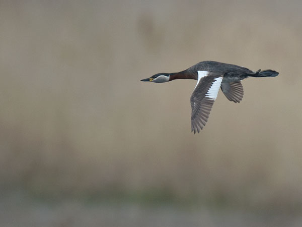 Härkälintu, Red-necked Grebe, Podiceps grisegena