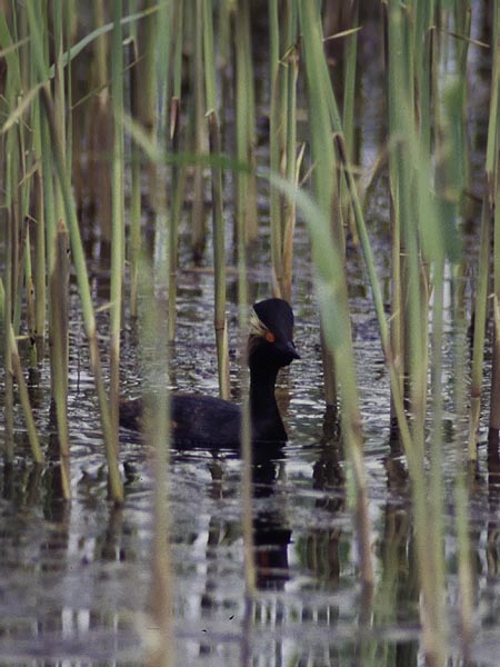 Mustakaulauikku, Black-necked Grebe, Podiceps nigricollis