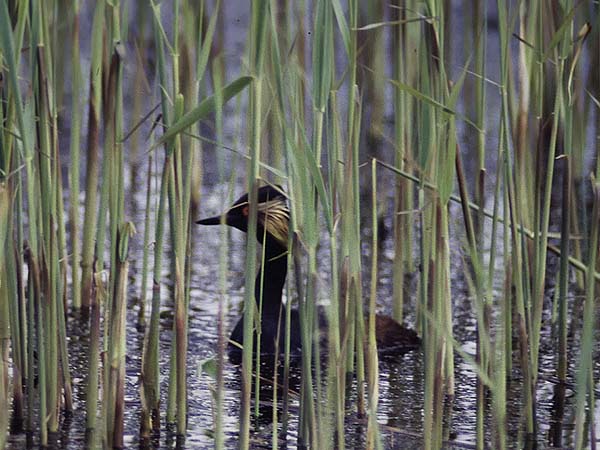 Mustakaulauikku, Black-necked Grebe, Podiceps nigricollis