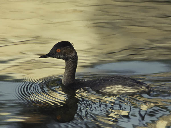 Mustakaulauikku, Black-necked Grebe, Podiceps nigricollis