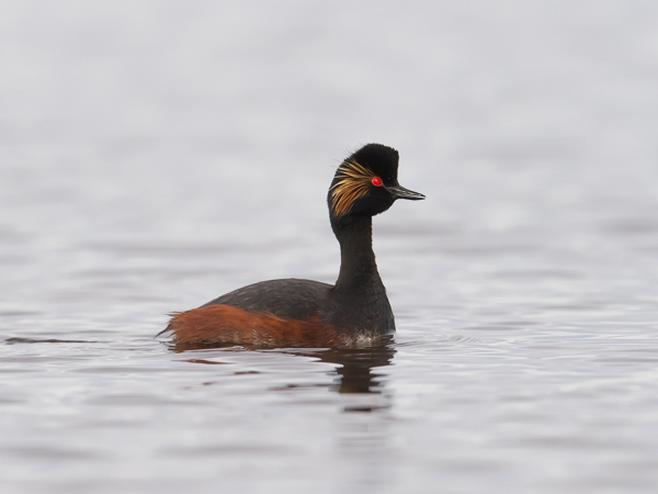Mustakaulauikku, Black-necked Grebe, Podiceps nigricollis